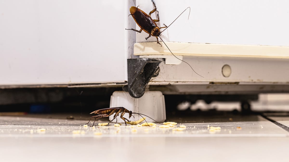 Pest control technician applying treatment