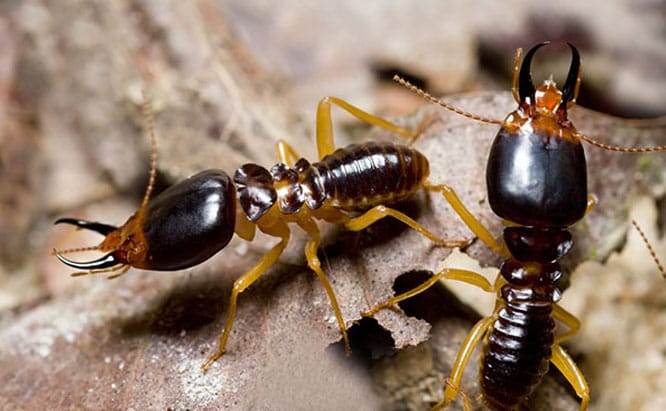 Termite inspection