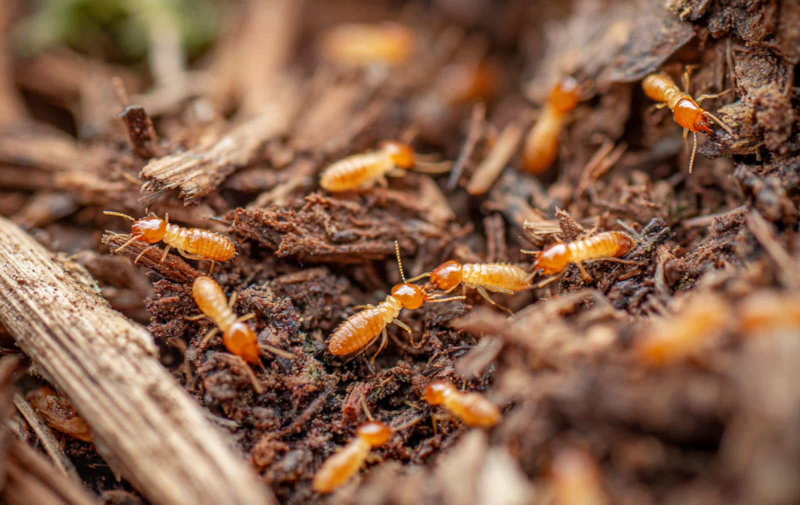 Termite treatment process